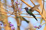 Swallow-tailed Hummingbirdborder=